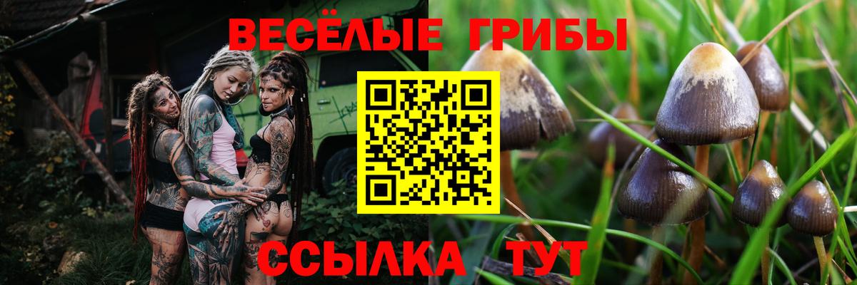 Рязань  Галлюциногенные грибы GOLDEN TEACHER  Вход с VPN 